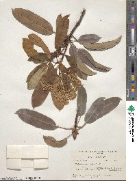 Photinia serratifolia image