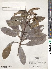 Photinia serratifolia image