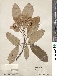 Photinia serratifolia image