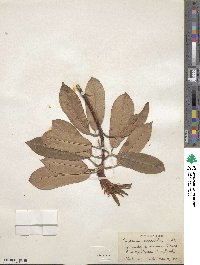 Photinia serratifolia image