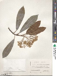 Photinia serratifolia image