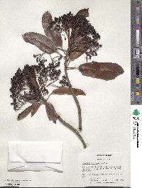 Photinia serratifolia image