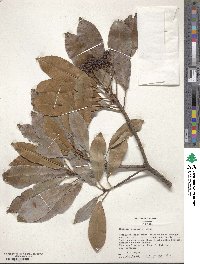 Photinia serratifolia image