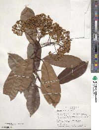 Photinia serratifolia image