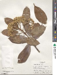 Photinia serratifolia image