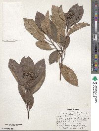 Photinia serratifolia image