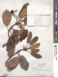 Photinia serratifolia image