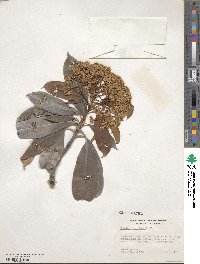 Photinia serratifolia image