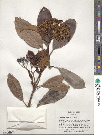 Photinia serratifolia image