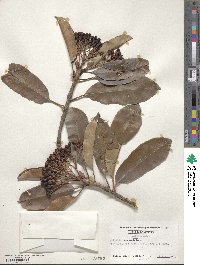 Photinia serratifolia image