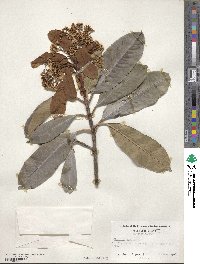 Photinia serratifolia image