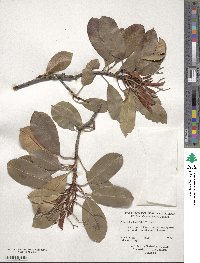 Photinia serratifolia image