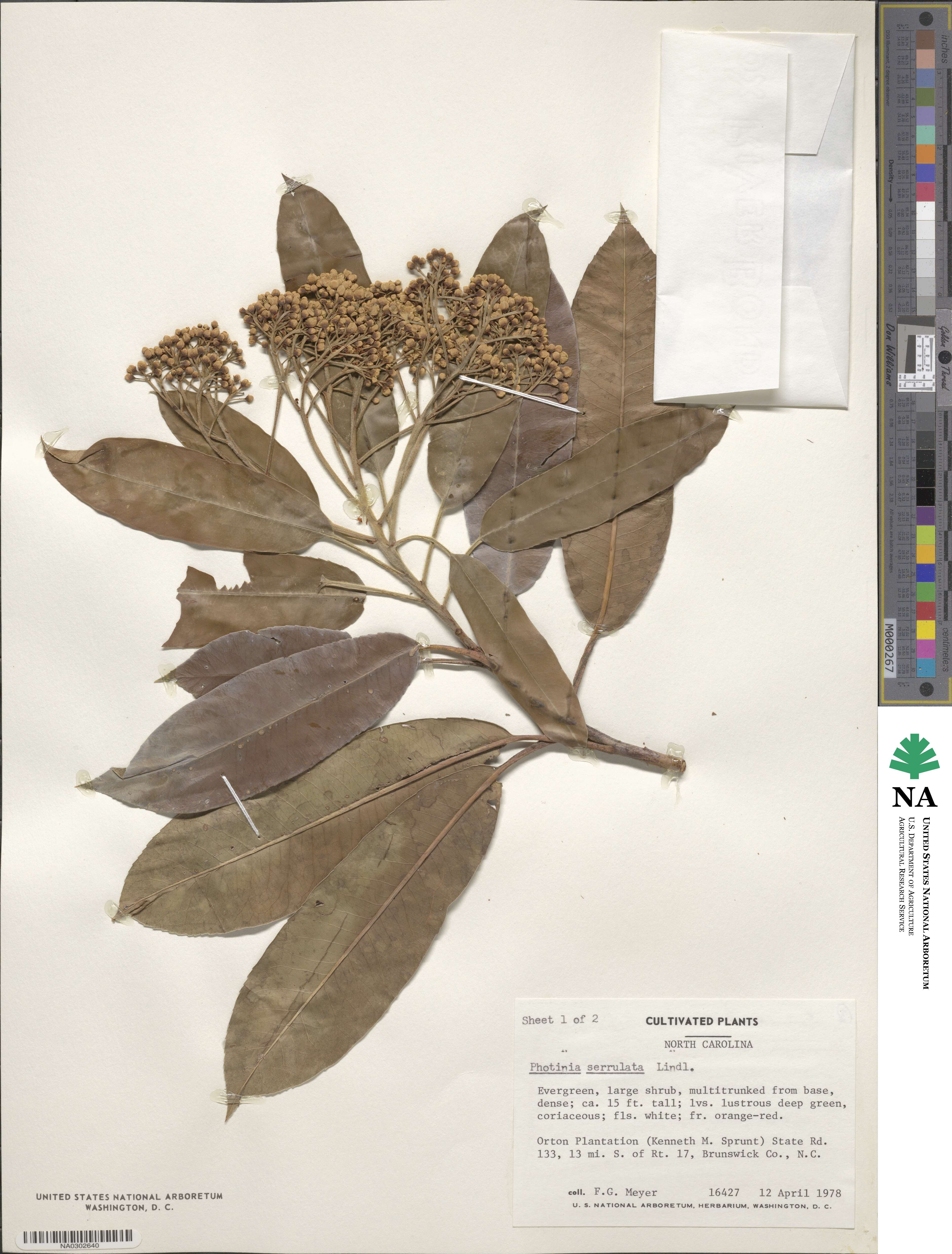Photinia serratifolia image
