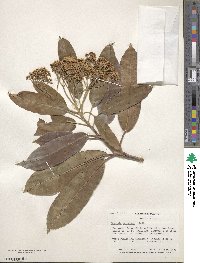 Photinia serratifolia image