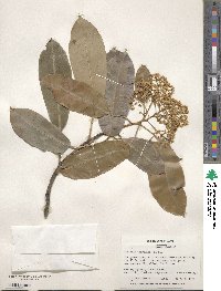 Photinia serratifolia image