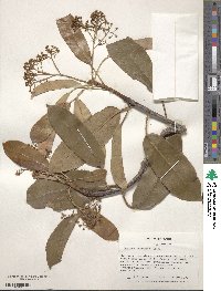 Photinia serratifolia image