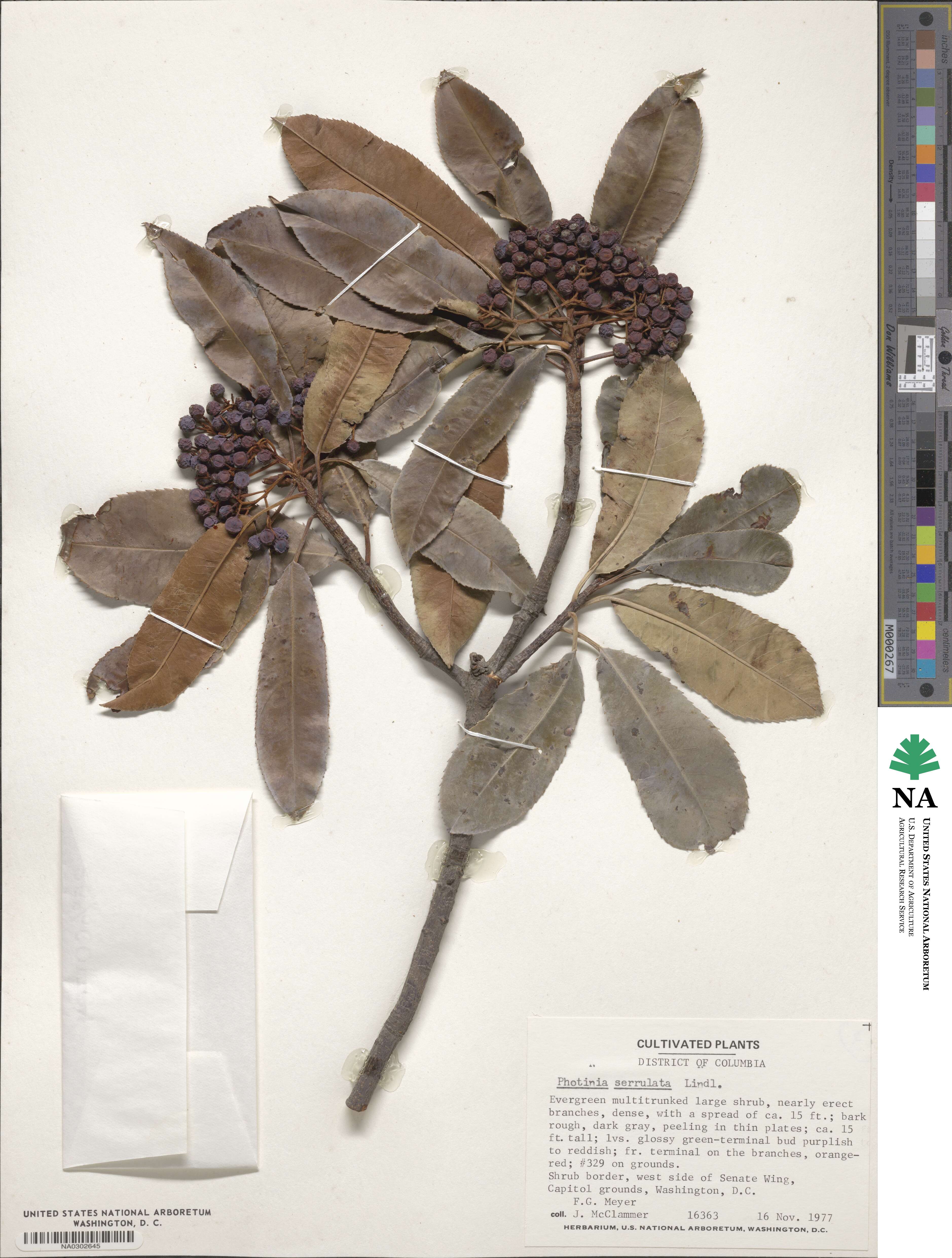 Photinia serratifolia image