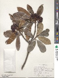 Photinia serratifolia image