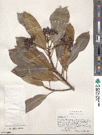 Photinia serratifolia image