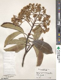 Photinia serratifolia image