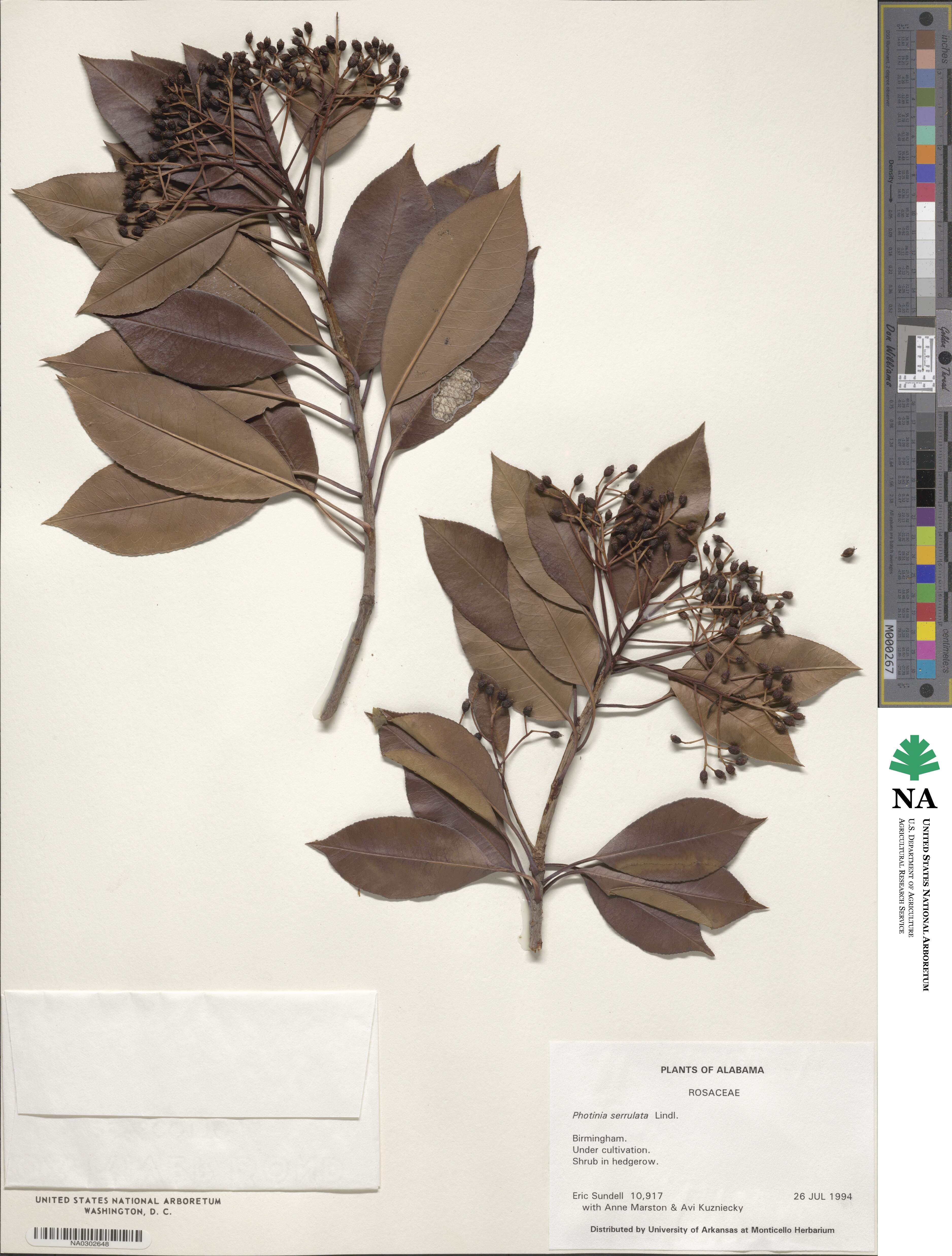 Photinia serratifolia image