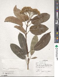 Photinia serratifolia image