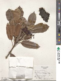 Photinia serratifolia image