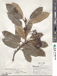 Photinia serratifolia image