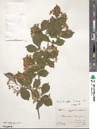 Pourthiaea villosa image