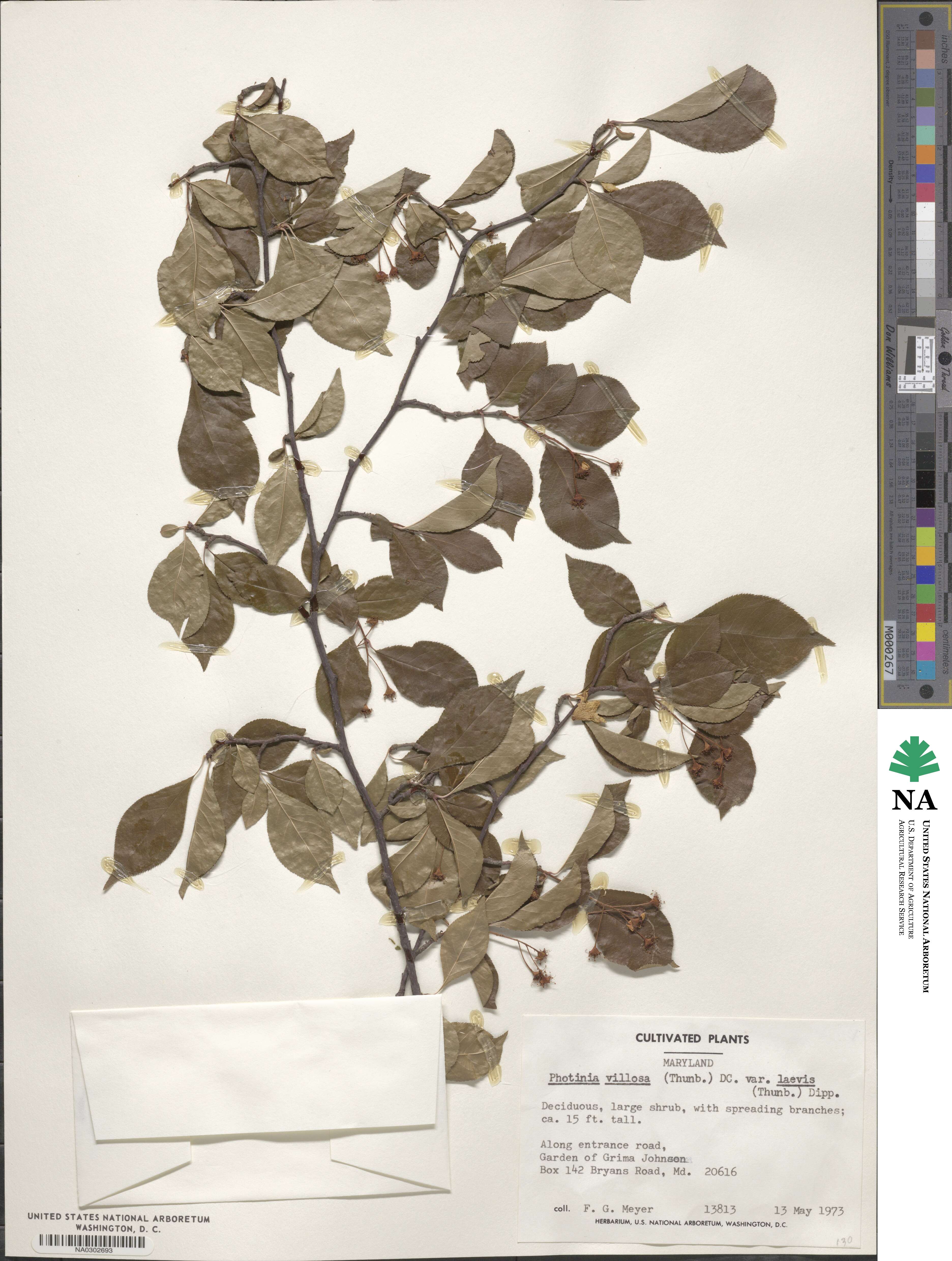 Pourthiaea villosa image