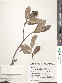 Heteromeles arbutifolia image