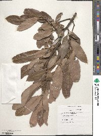 Heteromeles arbutifolia image