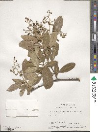 Heteromeles arbutifolia image