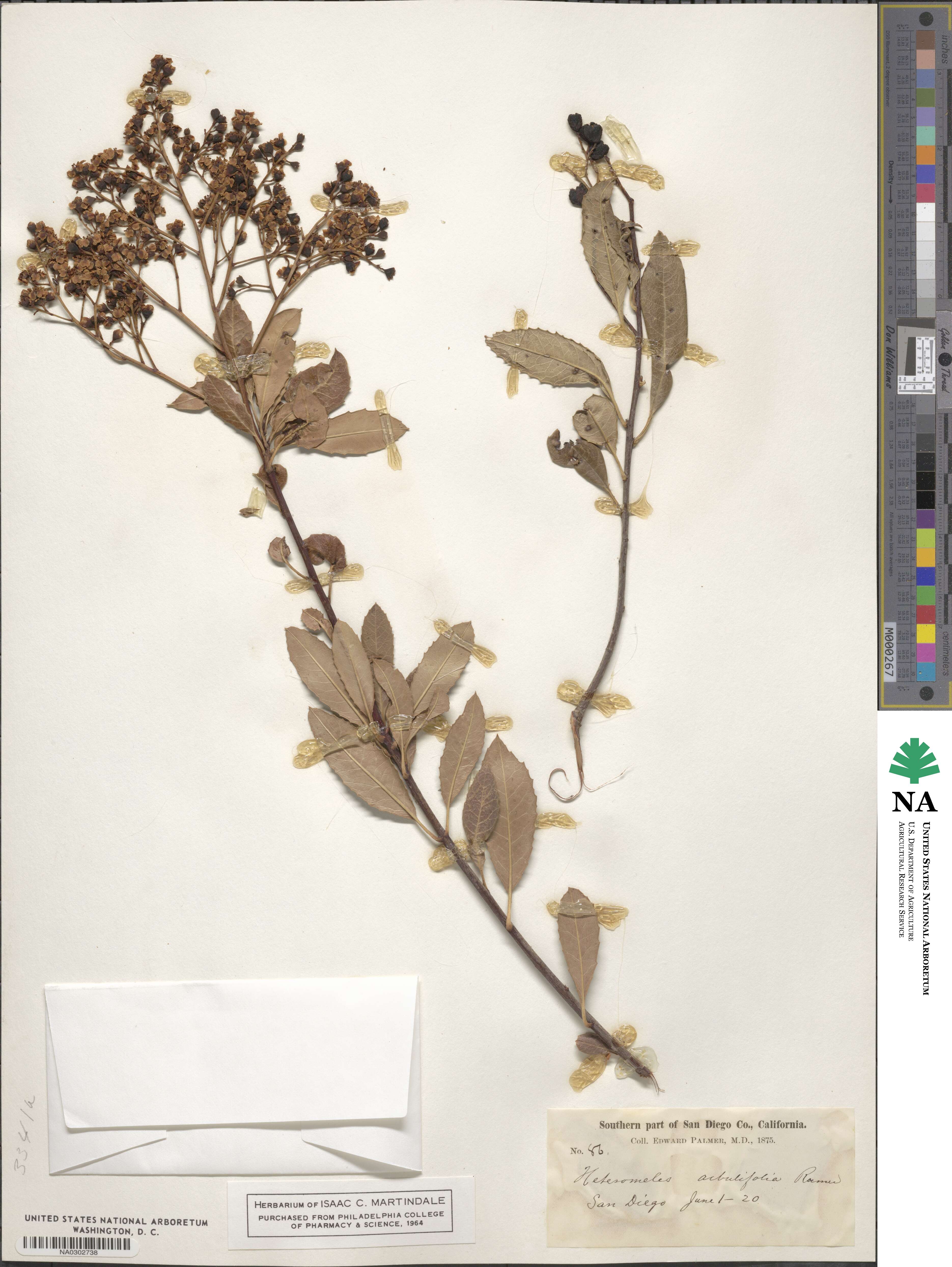Heteromeles arbutifolia image