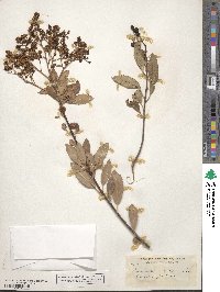 Heteromeles arbutifolia image