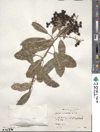 Heteromeles arbutifolia image