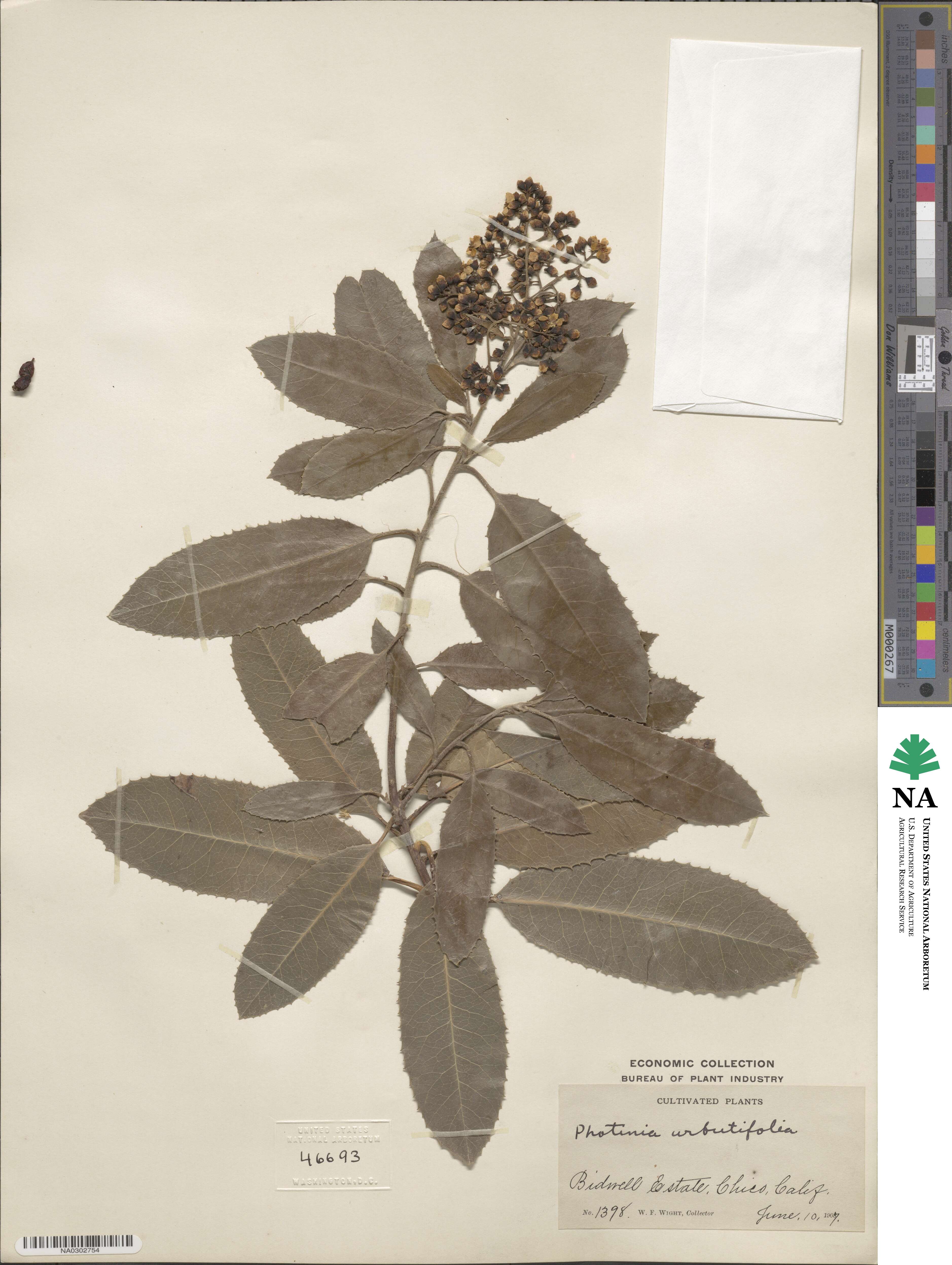 Heteromeles arbutifolia image
