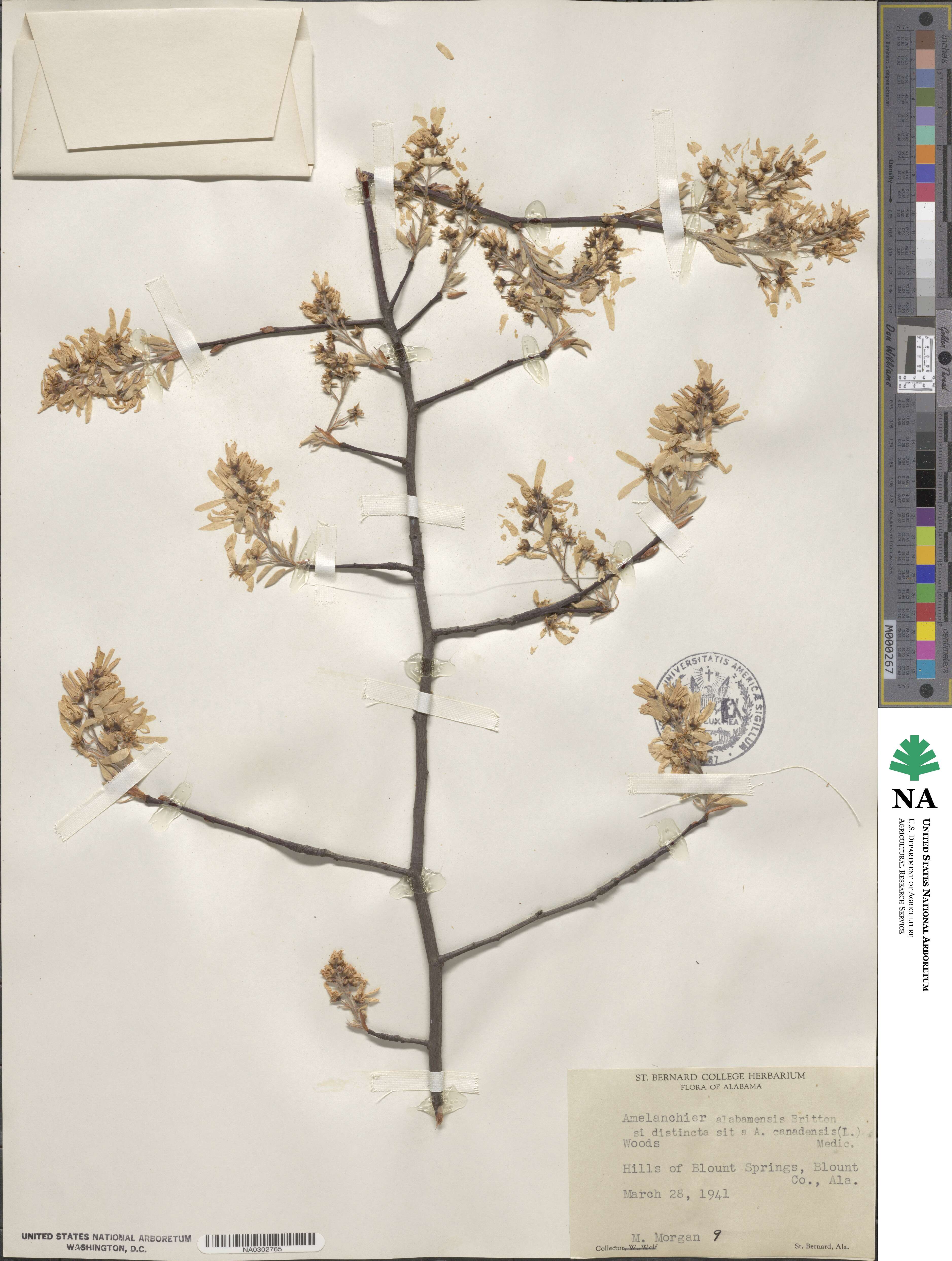 Amelanchier arborea var. alabamensis image