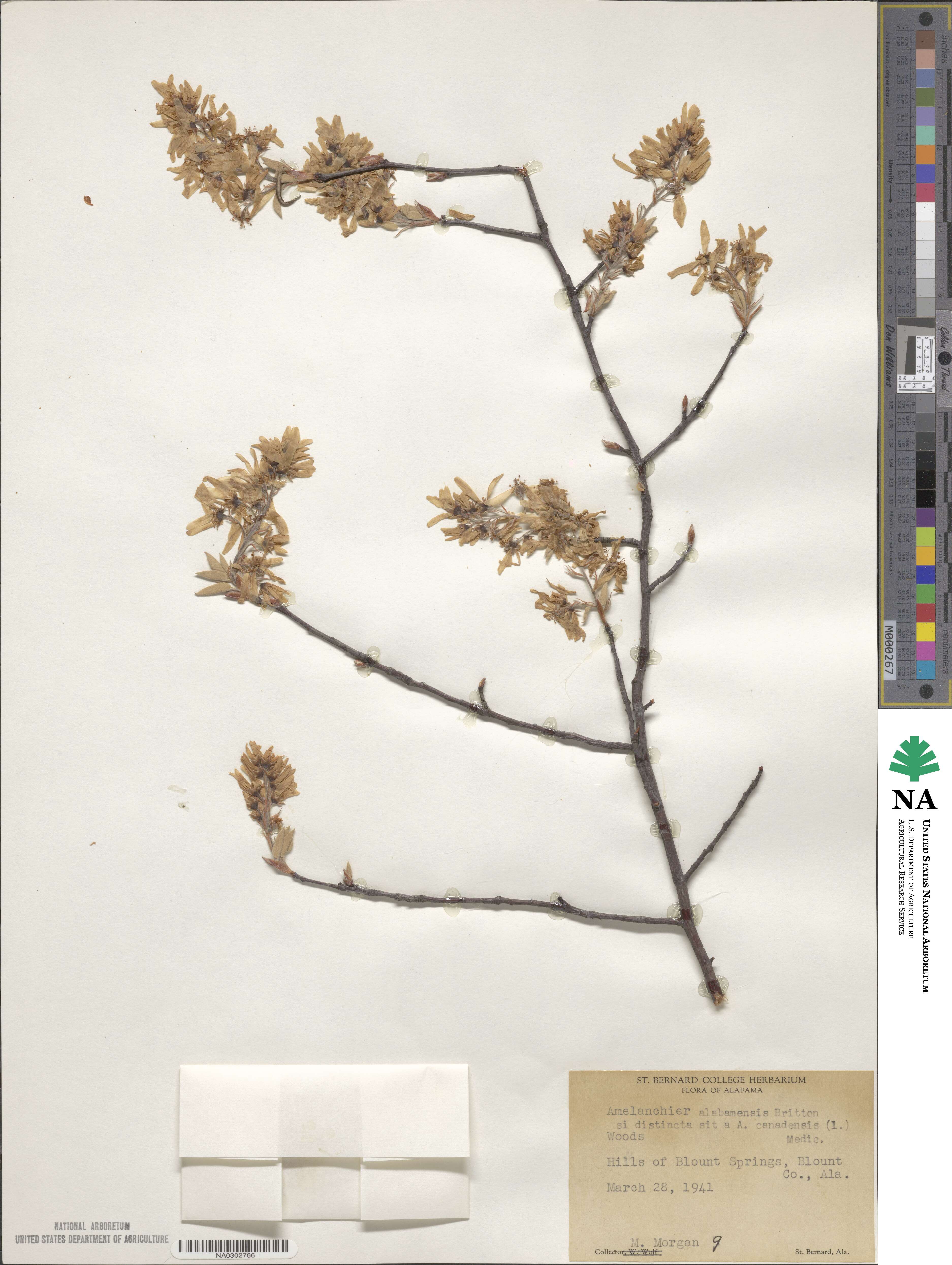 Amelanchier arborea var. alabamensis image