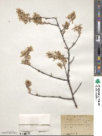 Amelanchier arborea var. alabamensis image