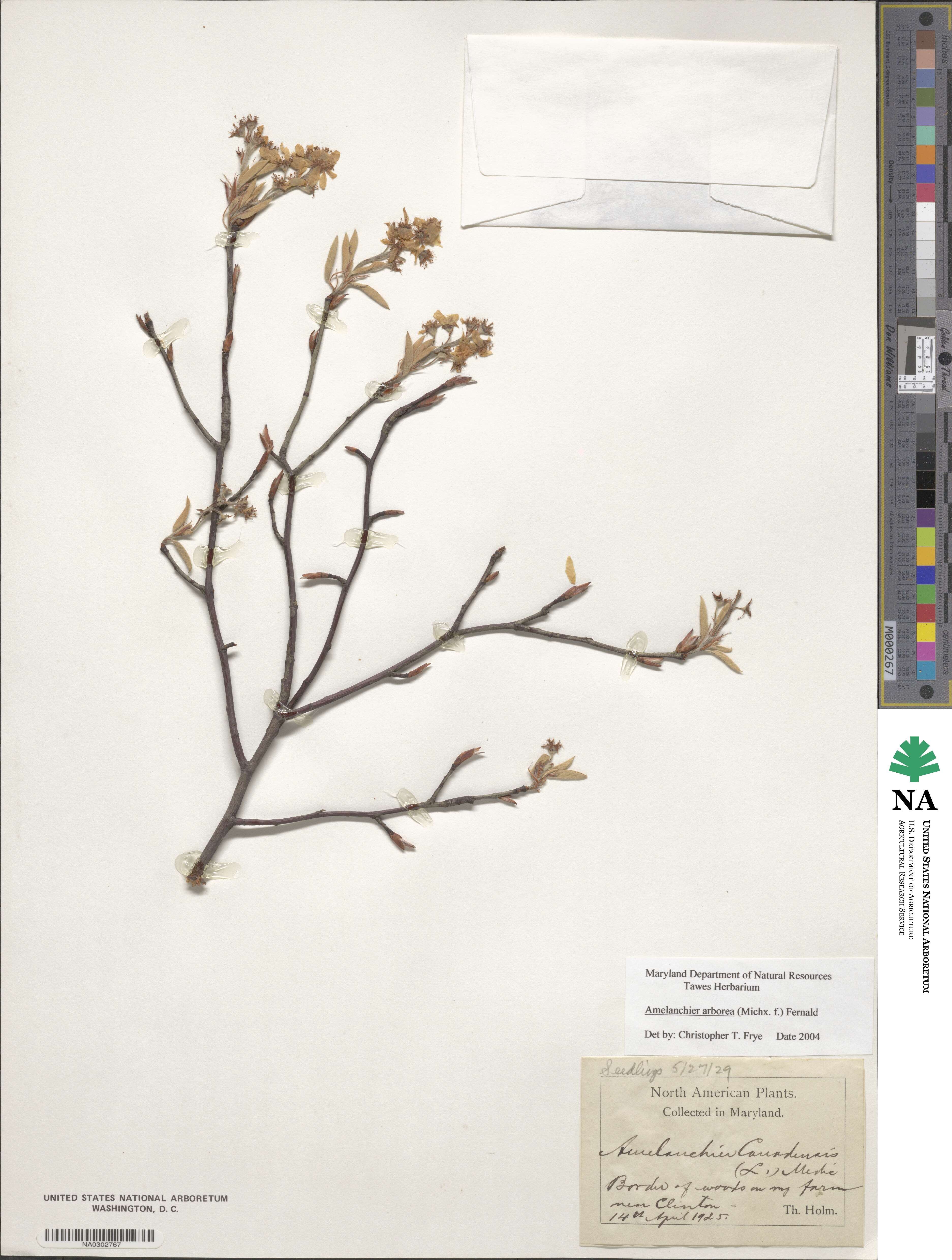 Amelanchier arborea image