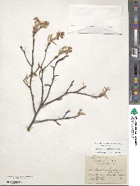 Amelanchier arborea image