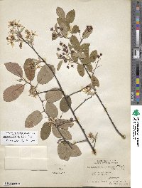 Amelanchier arborea image