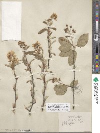 Amelanchier arborea image