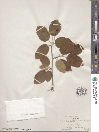 Amelanchier arborea image