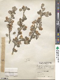 Amelanchier utahensis image