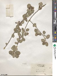 Amelanchier utahensis image