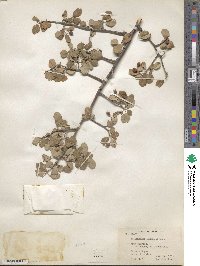 Amelanchier utahensis image