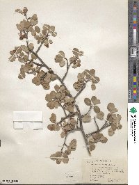 Amelanchier utahensis image