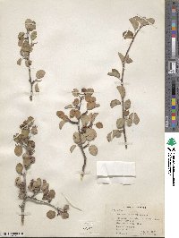 Amelanchier utahensis image